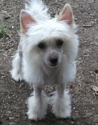 Naimuluna Line Laurelija