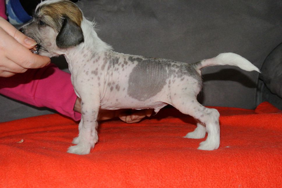 Fiabella's Big Macintosh