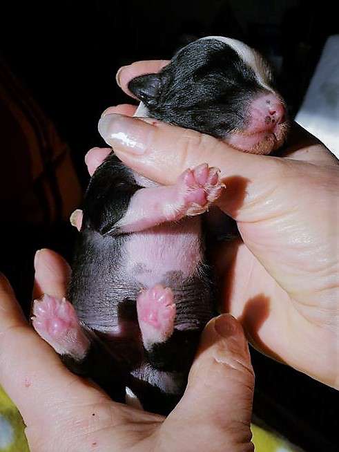 Hardy vom Eifeldiamant