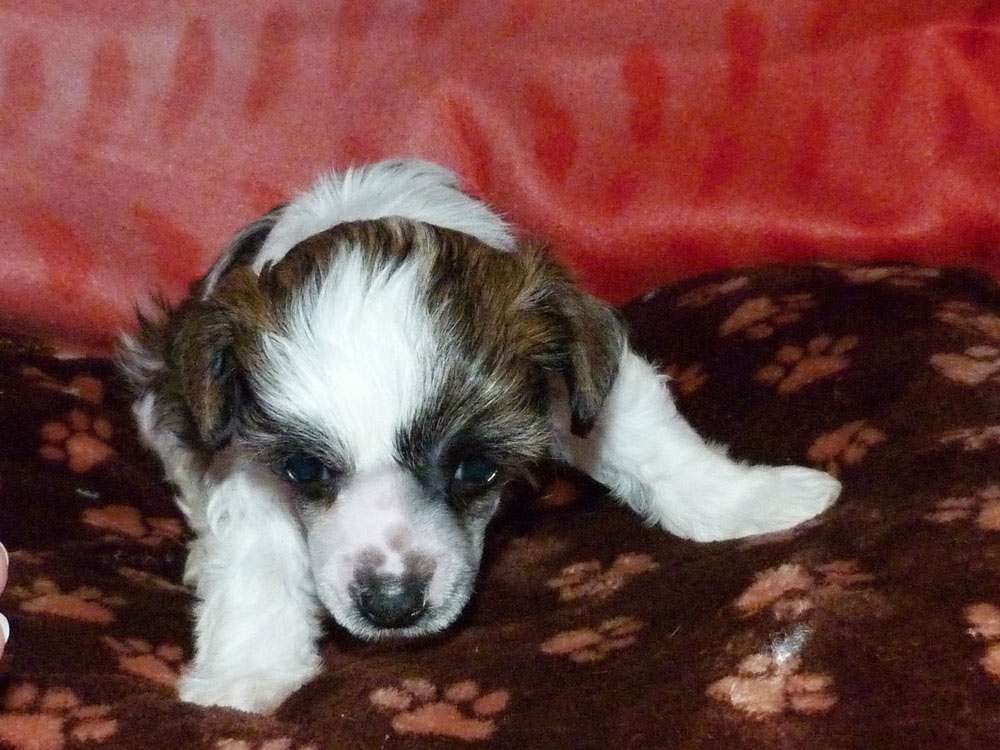 Rya z Pulnocního dvora