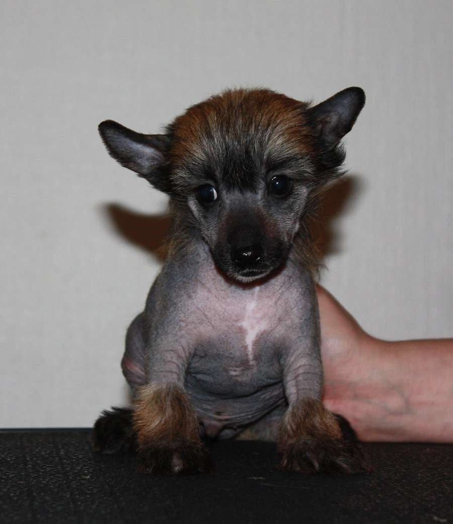 Viuvaun Asenne Ratkaisee