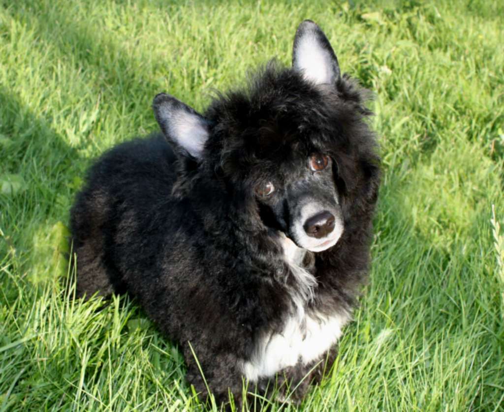 Nezhny Angel Great Happiness