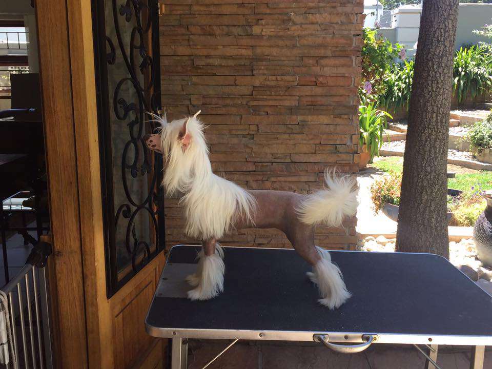 Krescendo Calendar Girl