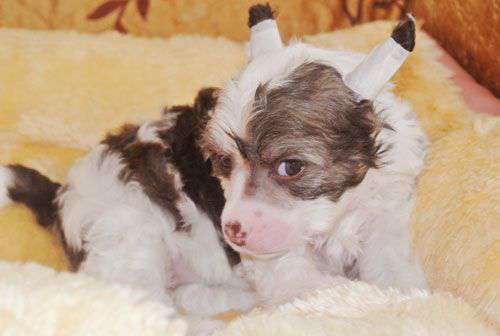 Super Star Zhguchaya Strast'