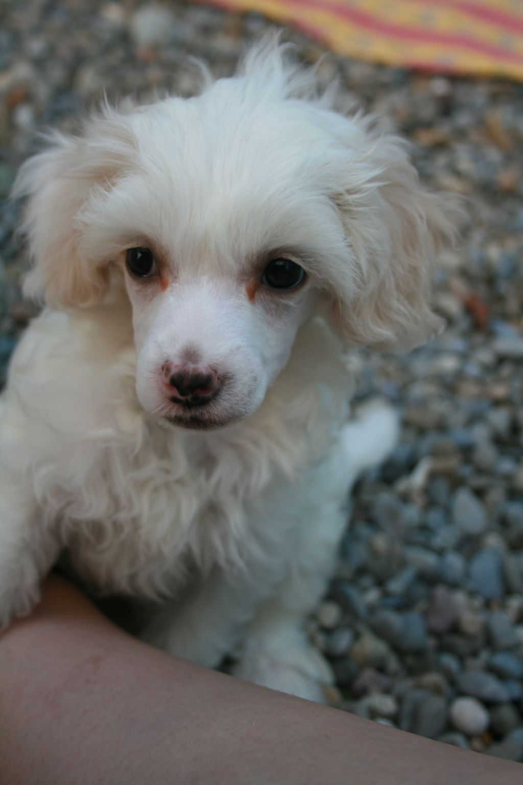 Robin Hood Fantasy Island