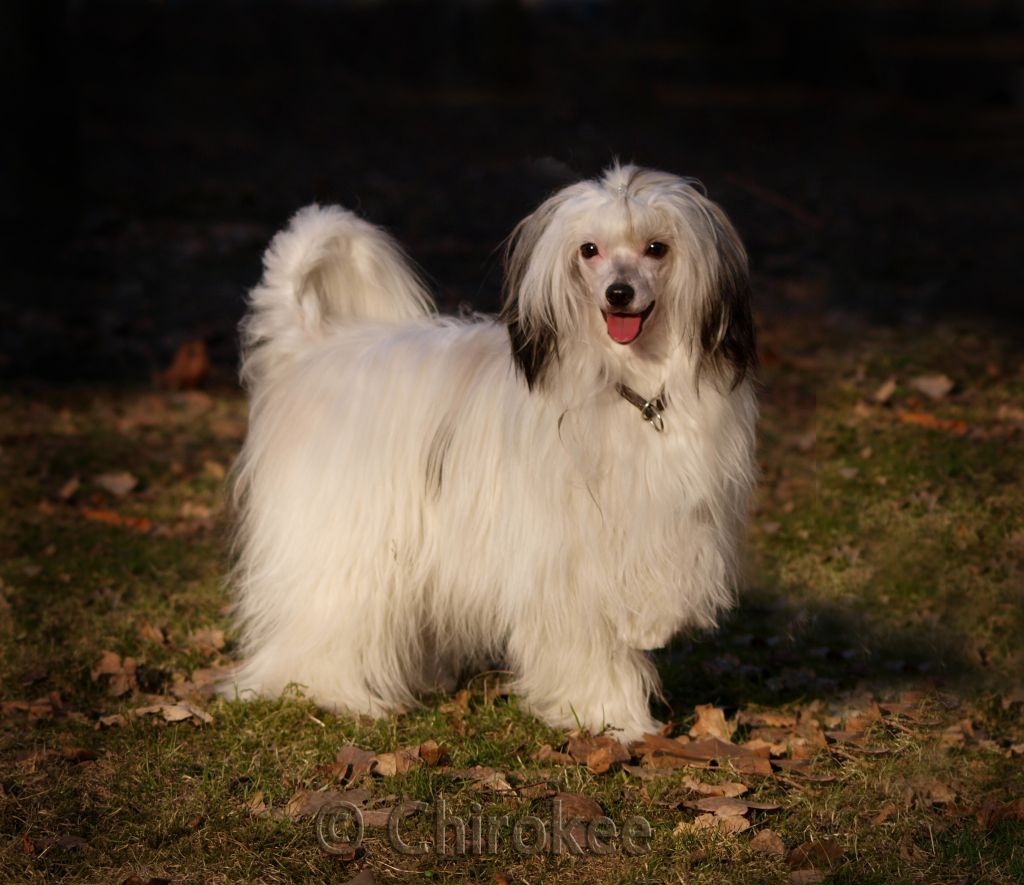 Brooklyn Bounce of Chippendale's Chirokee