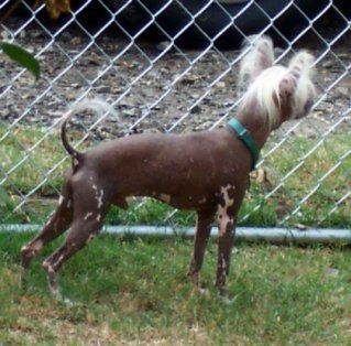 Jonbrecy's Spicy Tango