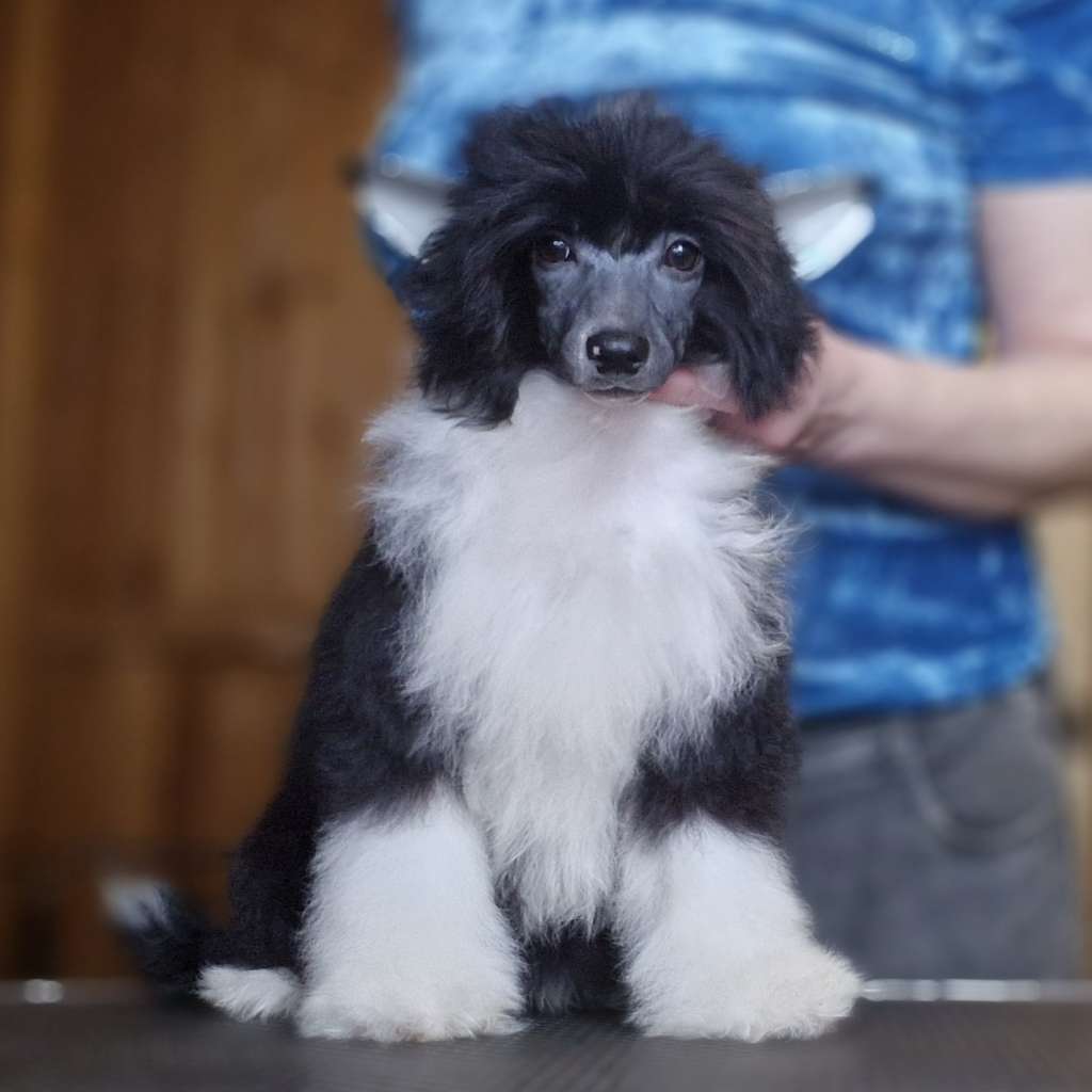 Apriori Vip "B" litter