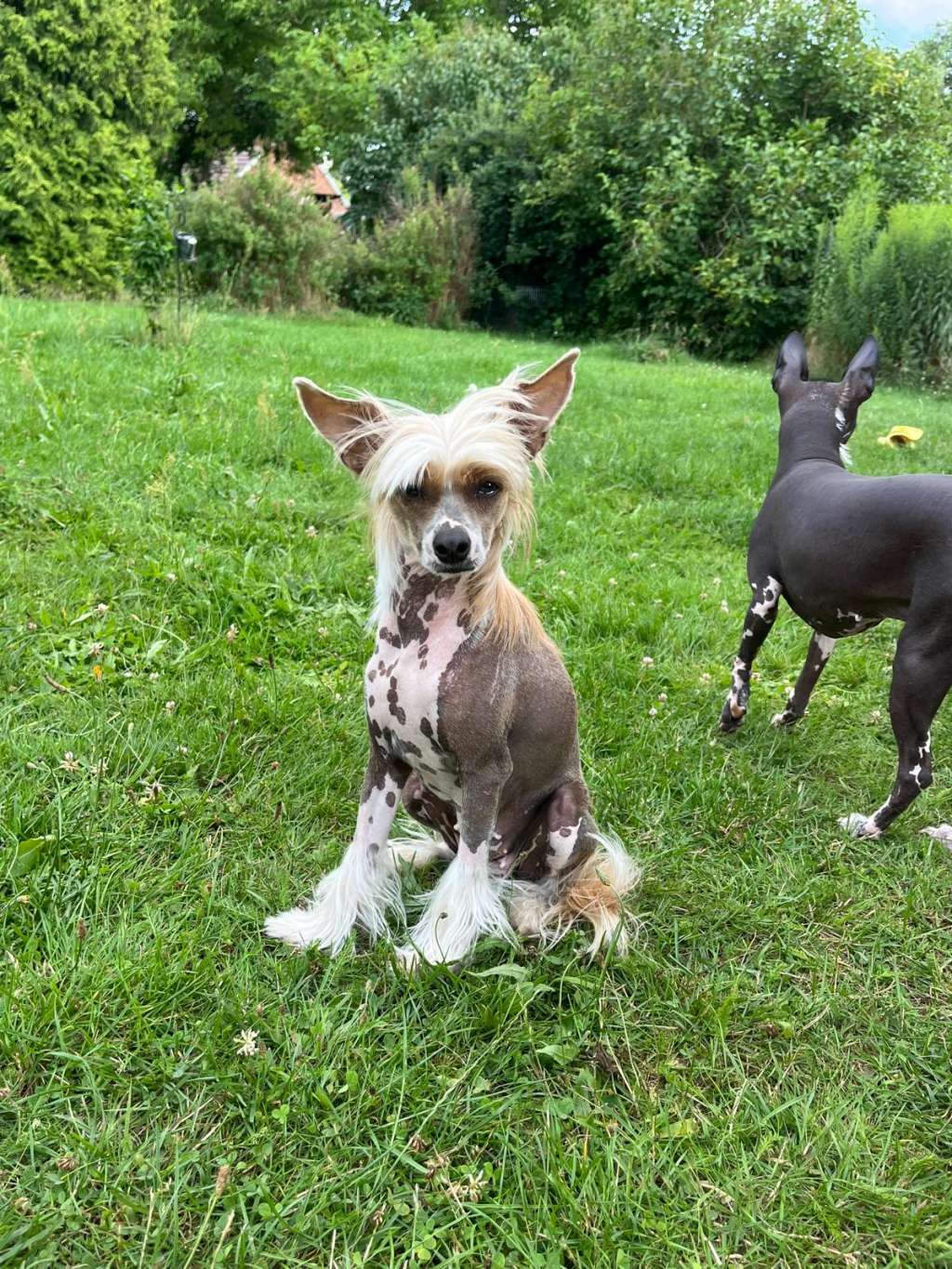 Luch's Black Guardian Chinatsu