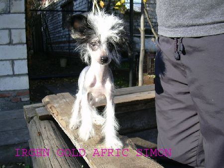 Irgen Gold Afric Simon