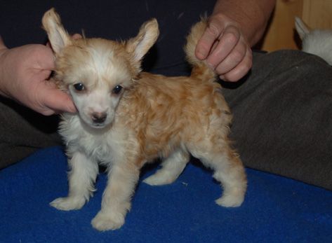 De La Mahafu's Love Angels Gaya