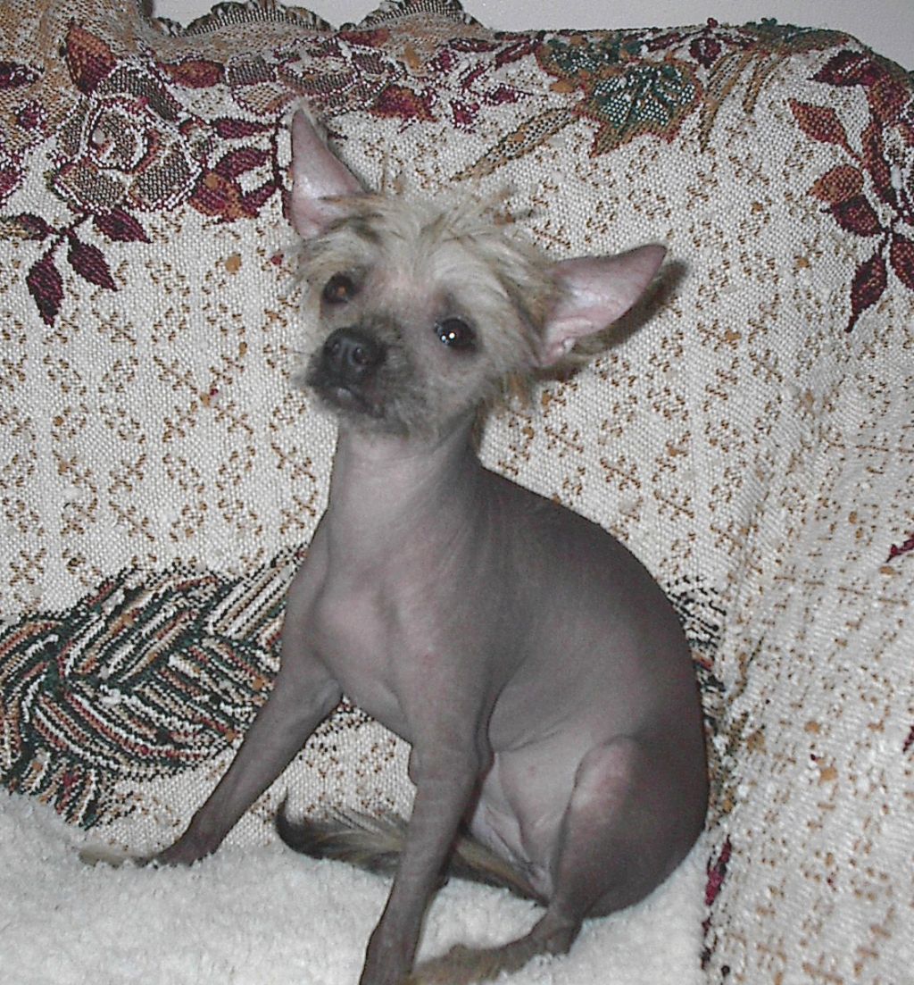 Kashmirs Arabella Rubina