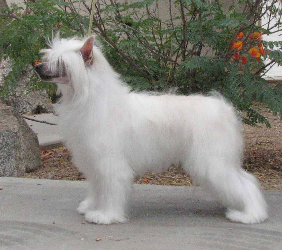 Crest-Vue's Kiss My Sass-A-Frass