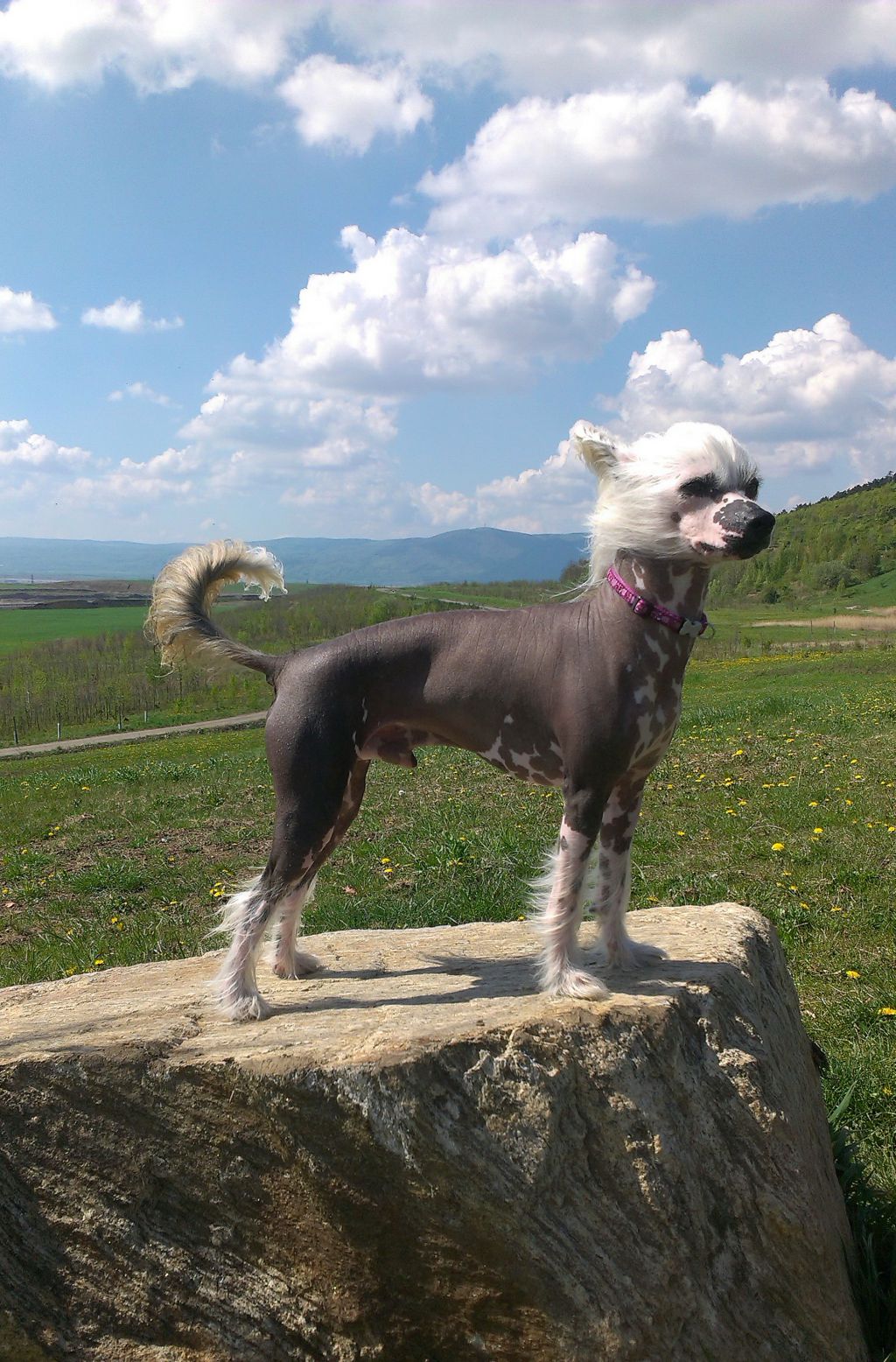 El Nino Leo Little Sweetie