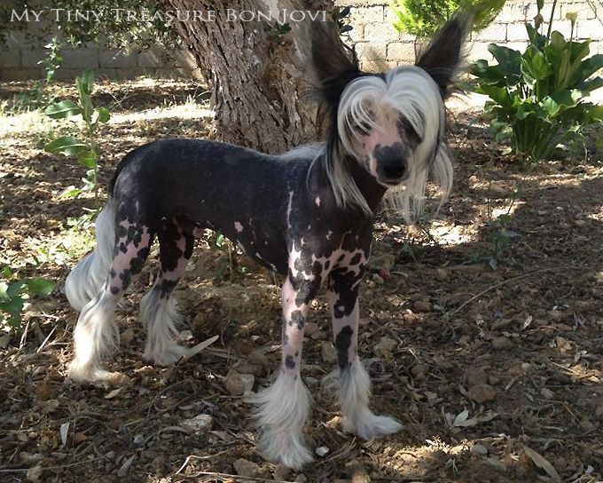 My Tiny Treasure Bon Jovi