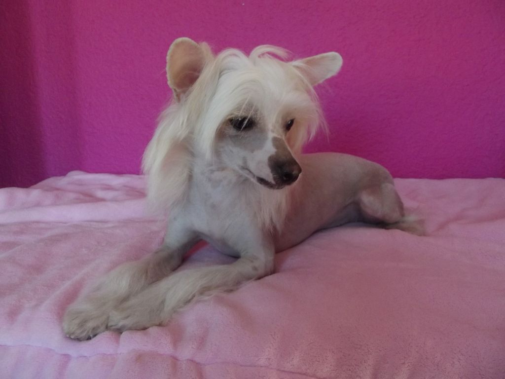 Candle in the Wind of Candymoor Castle