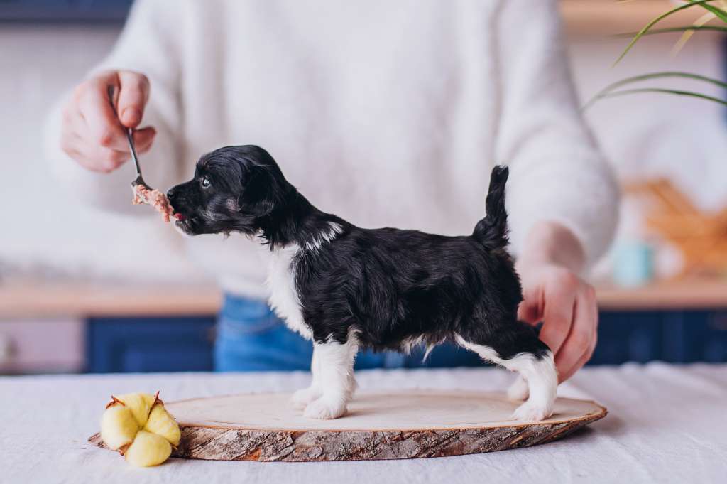 Rufus Draconis Invictus