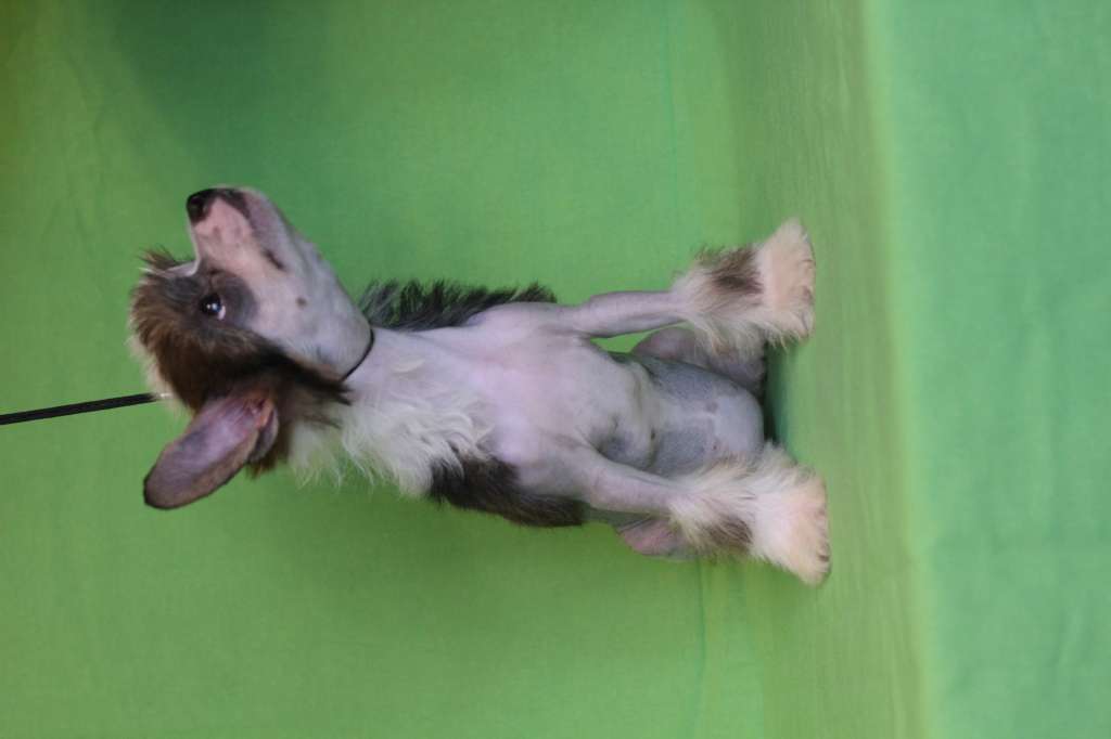 Magic Belize Dolce Vita