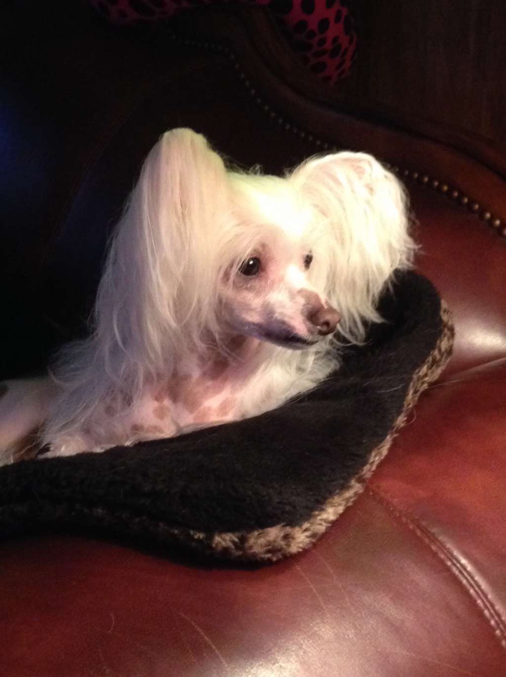 Leibwache  Royal Blood