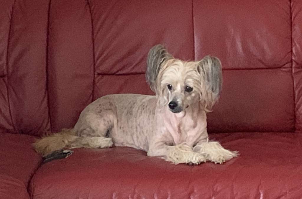 Carya-Sally Lavandula