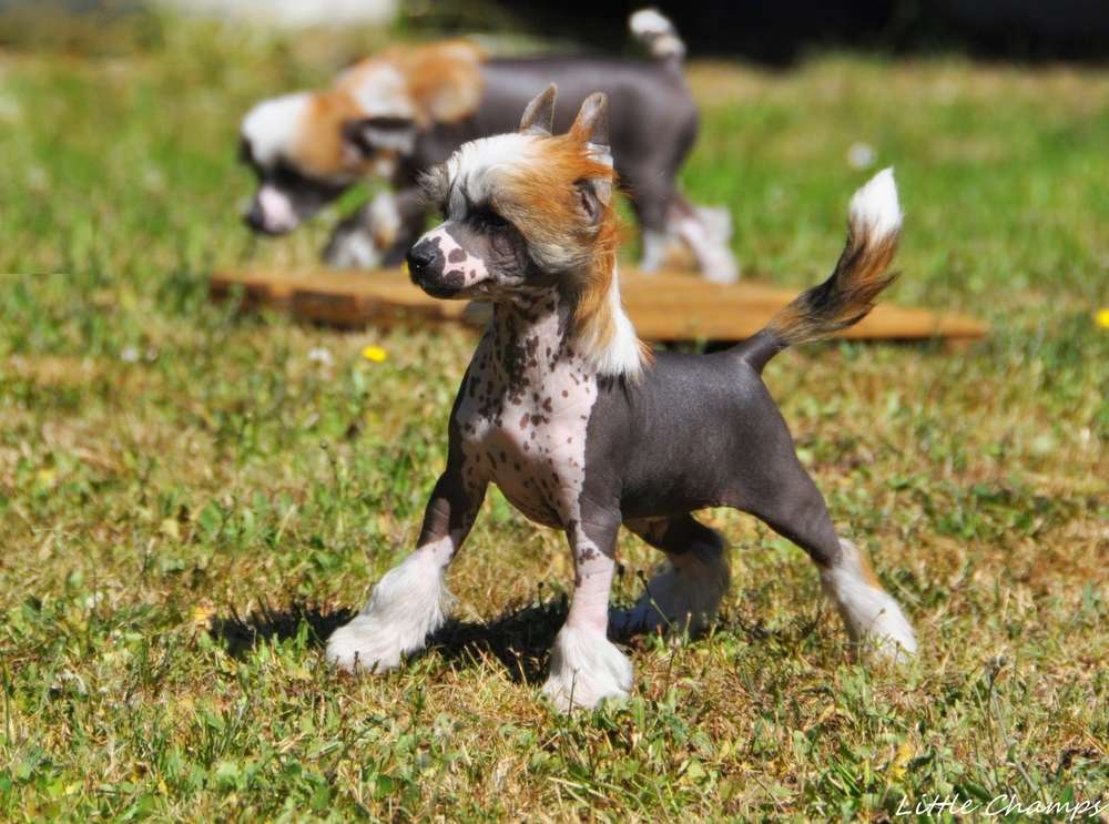 Revillon Little Champs