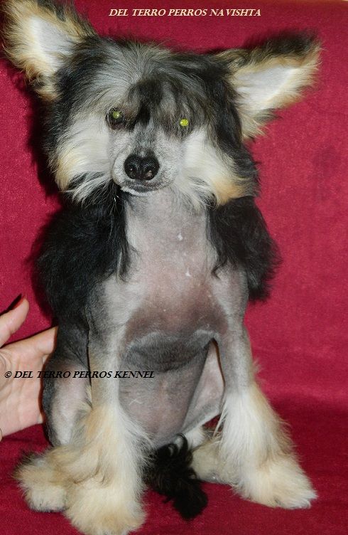 Del Terro Perros Navishta