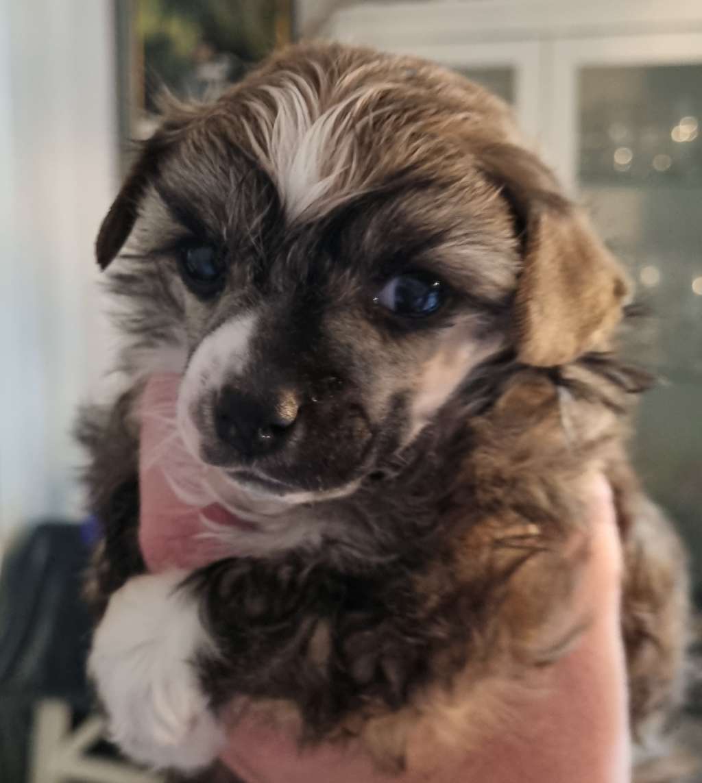 Epadalens The Temple Of The King