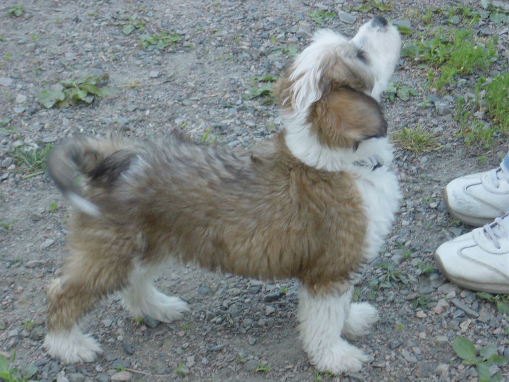 Qu-Ya-Va's Joppe Son O Bloss