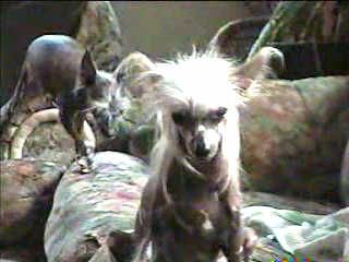 Mai-Toi'S Blu-Min Rose