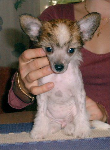 Kiikunkaakun Gabriella 