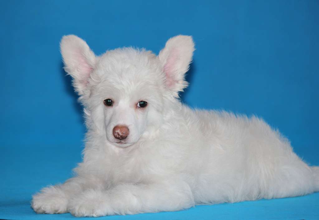 Eklerchik dlya Liris