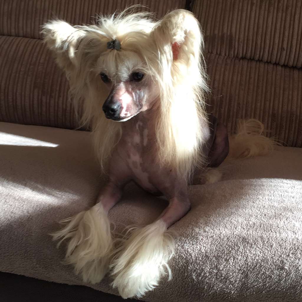 Kojiki's Moody River