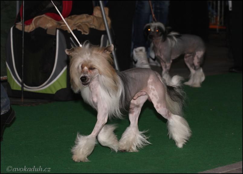 Portrait of Ryzykant  Al Maarii Sapphire