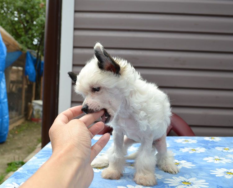 Vellar Pljus Chio Chio San