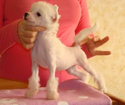 Zlato Dinastii Konfessa Amore Mio  