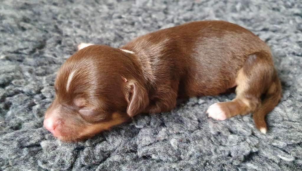 Windy Willow's My Pretty Pony