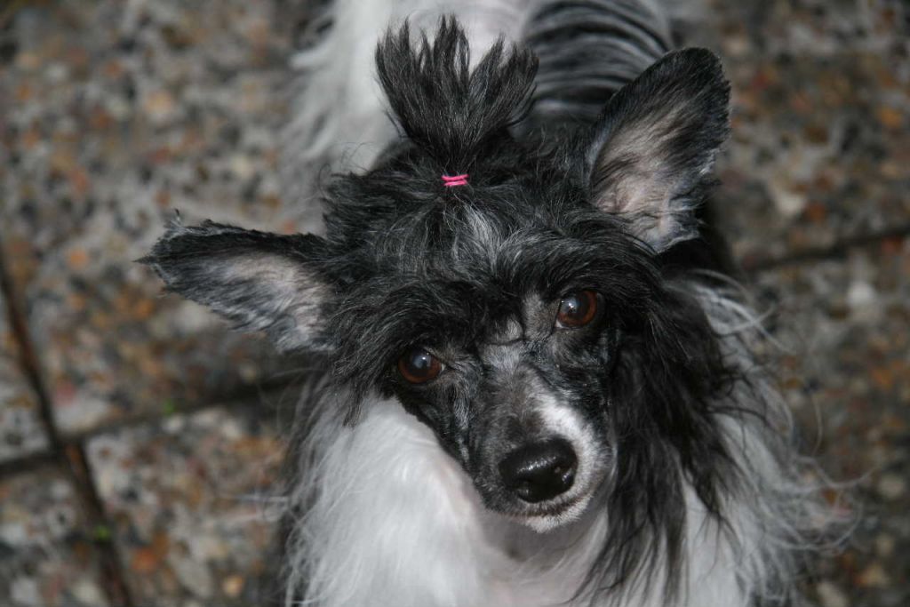 Special Edition Dancing in Heaven