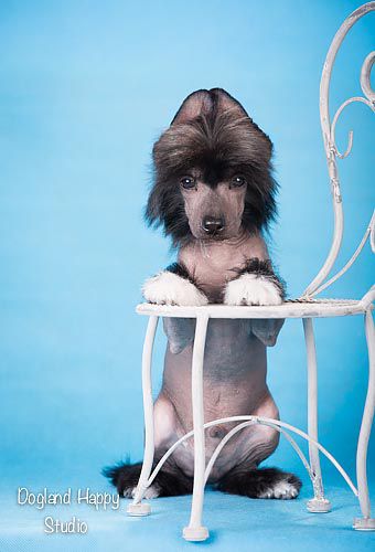 Dogland Happy Nesquik