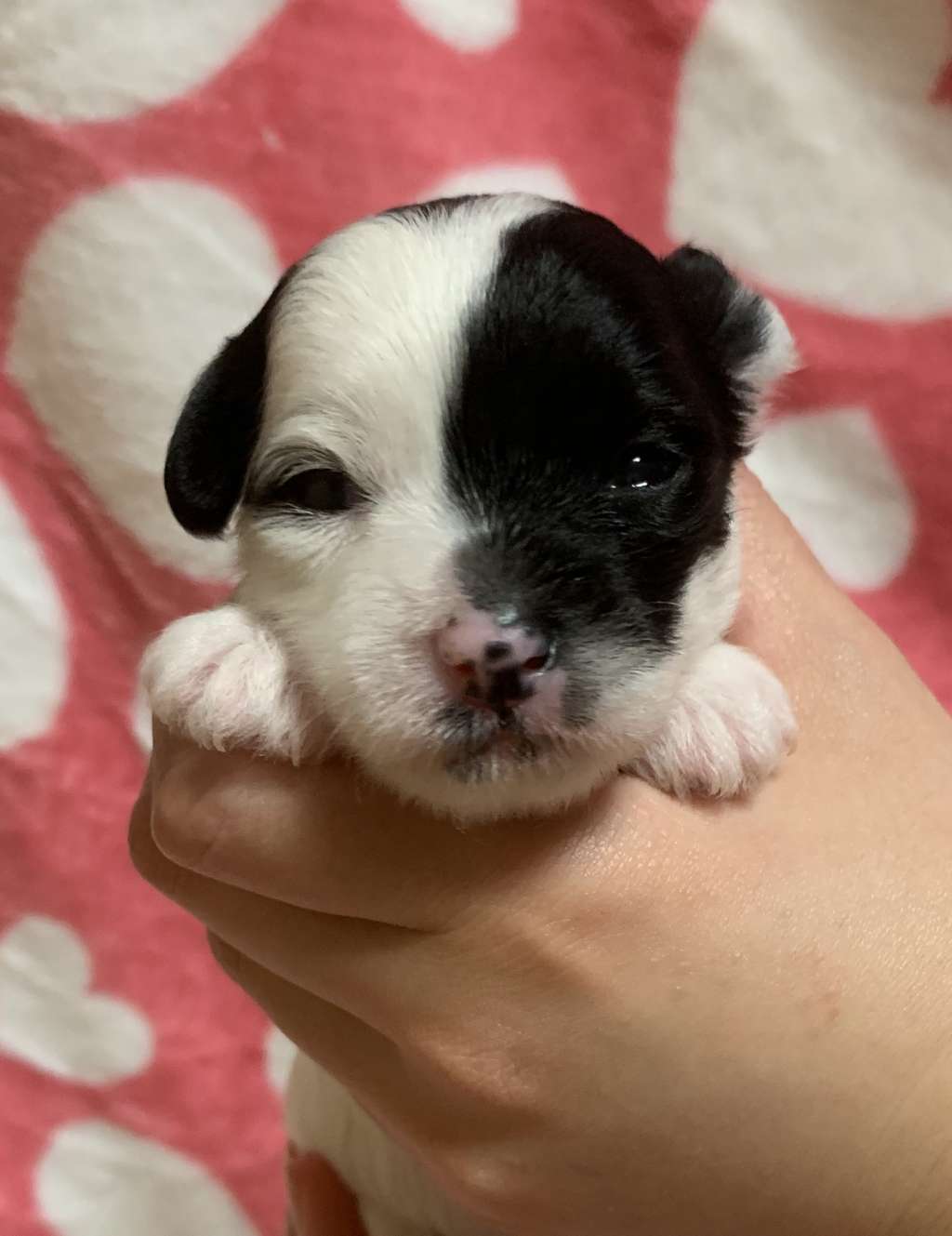 Eternity Sirius Jp Freja