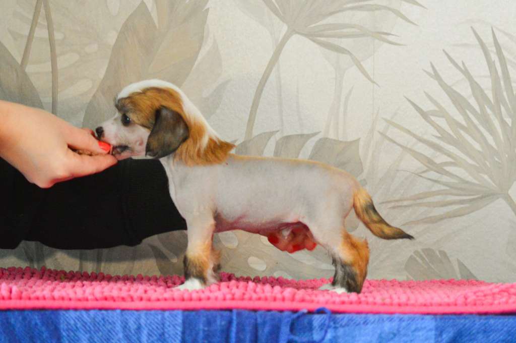 Sukansyöjän Charmed Spell