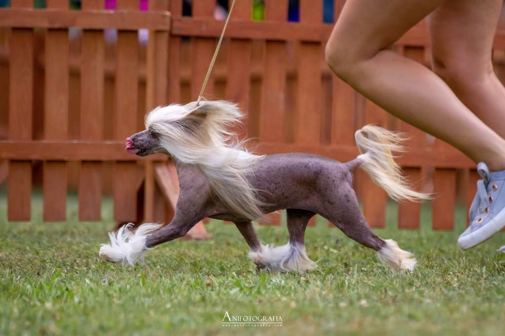 Jetse z Lowickego Ksiestwa