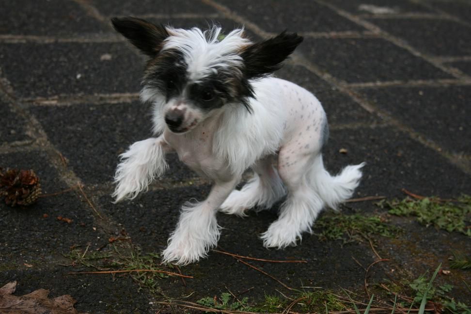 Adel Mina Grand Emerald