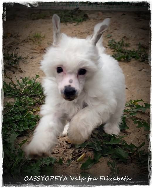 Cassyopeya Valp Fra Elizabeth