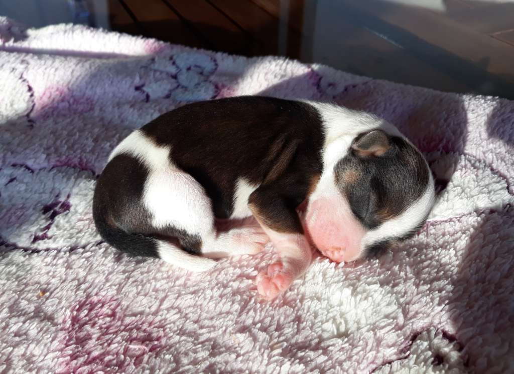 Little Dog Of Dream.....