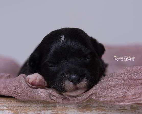 Little Rehma's Lancelot