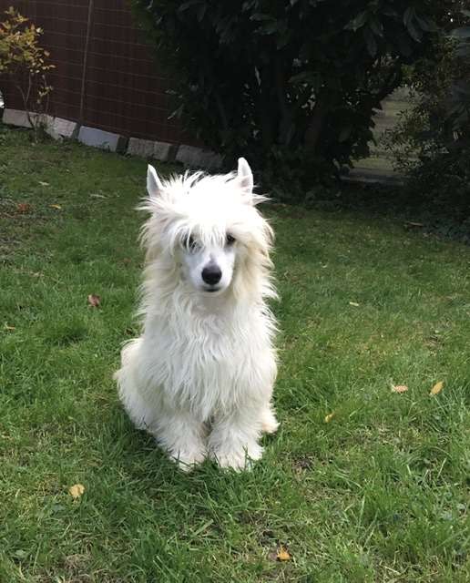 Be My Dog's Win A Cookie