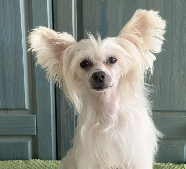 Ciarka powder Ankadi