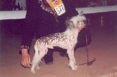 Bibigon Iz Doma Konstantinovih