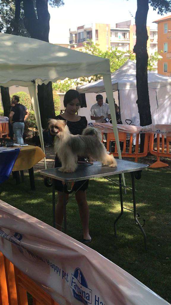 Dakarey Molosos Gratzi