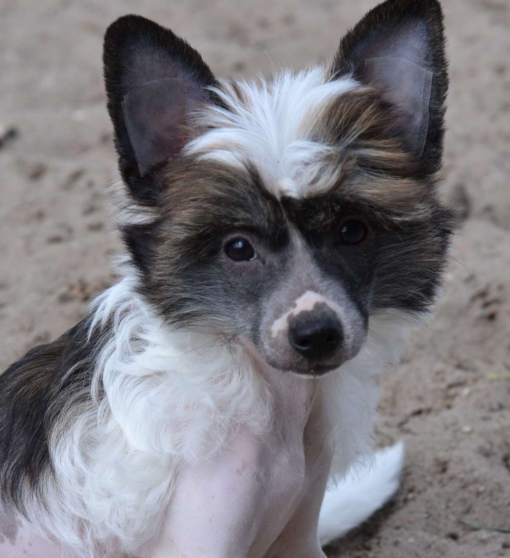 Uragania dlya'Ozi iz Sozvezdiya Khana